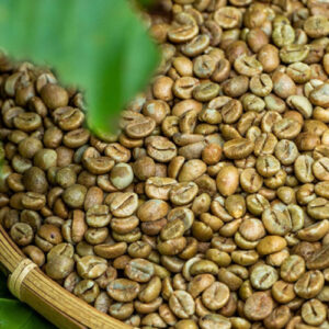 Robusta
